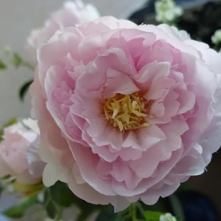 Apartamento Auszeit Im Schoenen Hochschwarzwald